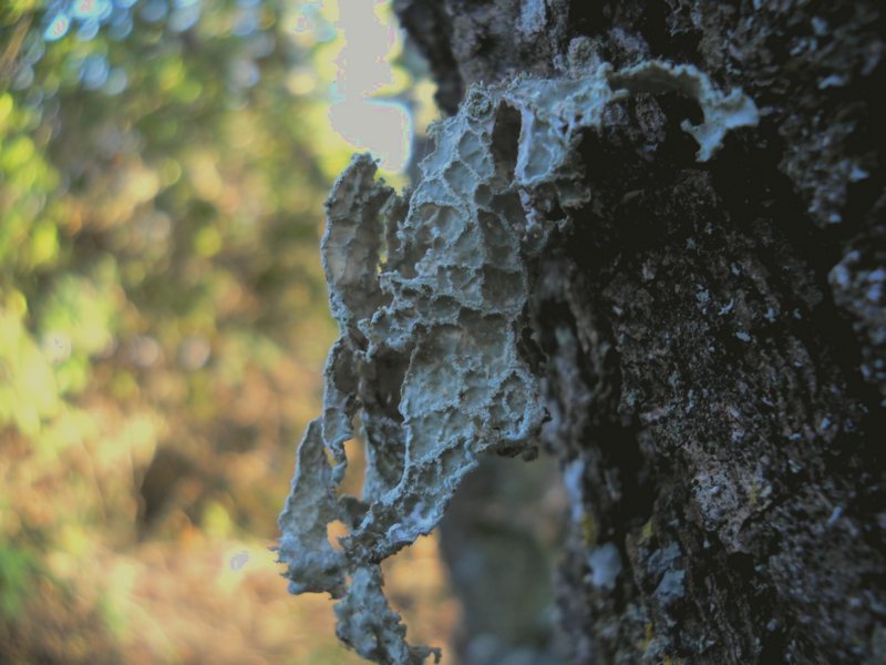 lichene su roverella